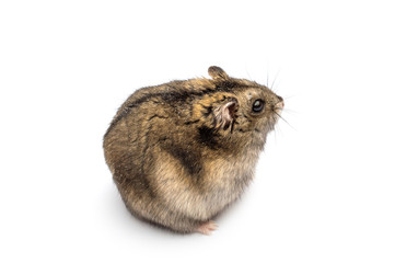 Small hamster on white background.