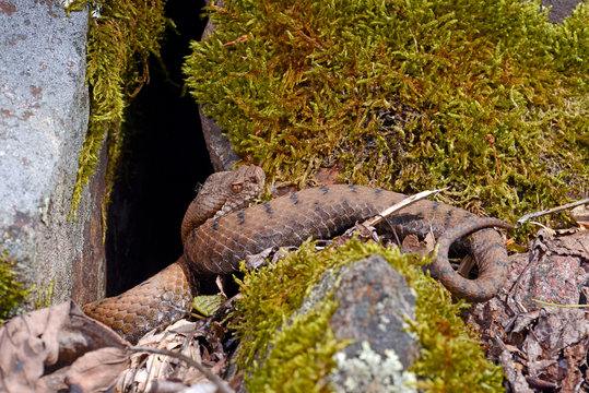 Aspisviper (Vipera aspis) im S&uuml;dschwarzwald, Deutschland - Asp viper from Germany