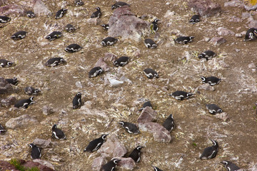 Pingüino de Magallanes (Spheniscus magellanicus), Isla Pingüino, Puerto Deseado, Patagonia, Argentina