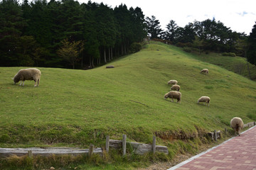 Obraz premium 日本の兵庫県の六甲山牧場の羊