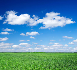 green field and blue sky