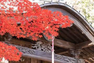 紅葉、赤く染まったカエデの葉