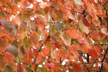 autumn leaves on a background of blue sky