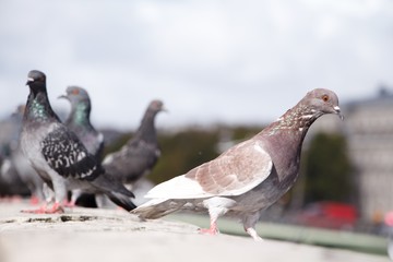 pigeons on fence