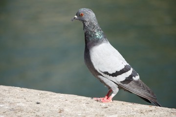 pigeon on a background