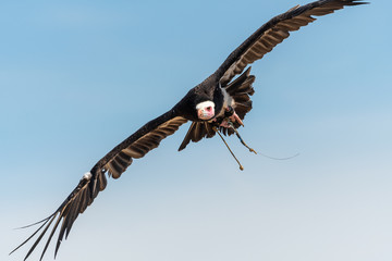 Close up of an African hooded vulture (necrosyrtes monachus) flying in a falconry demonstration