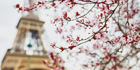 Cherry blossom season in Paris, France