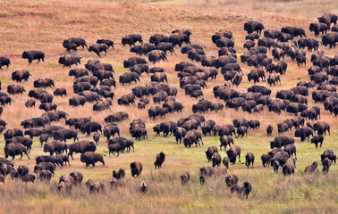Fototapeta na wymiar Bufflo (American Bison) round-up, Black Hills, SD-medium