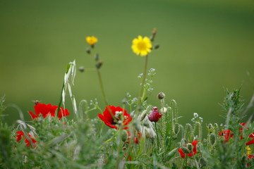 Fiori del Parco dei Monti Azzurri  Italy