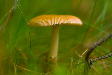 Autumn, mushroom, funghi, fungus, round white head with large gills, beige in the grass, macro, closeup, nature, forest, focus, bokeh