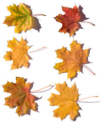 yellow autumn leaves on a white background