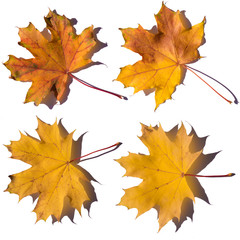 yellow autumn leaves on a white background