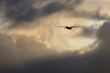 Vol d'un pélican brun au dessus de l'océan atlantique en Martinique 