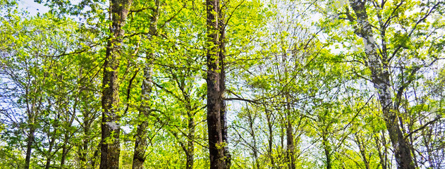 In the woods in Nemi, Italy