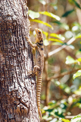 common collared iguanid lizard, madagascar