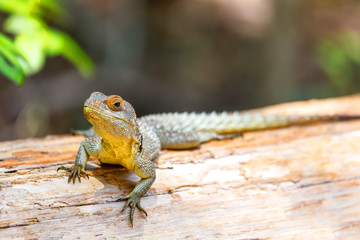 common collared iguanid lizard, madagascar