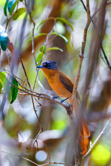Madagascar bird Paradise-flycatcher, Terpsiphone mutata