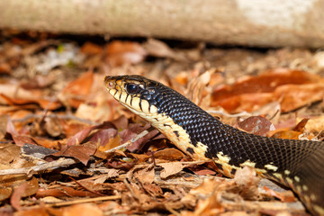 Malagasy snake Giant Hognose, Madagascar wildlife