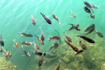 Hawaii fishes near the beach