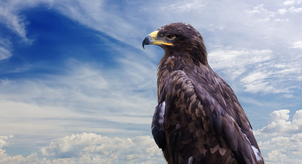 Golden Eagle against a Blue Sky
