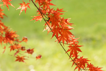紅葉の葉、緑を背景に赤く染まったモミジ