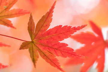 紅葉、赤く染まったカエデの葉