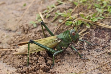 Grasshopper close up