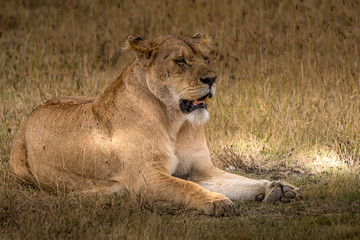 Fototapeta na wymiar Lioness at rest