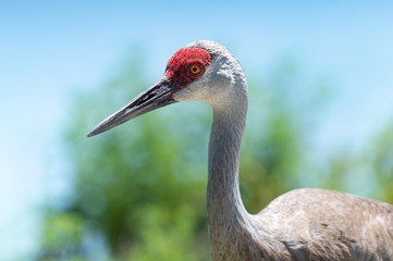 A portrait of a Sandhill Crane.