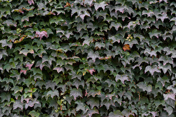 Fondo con textura de pared recubierta por hojas de hiedra