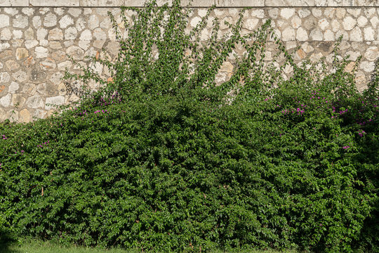 Fondo con textura de muro de piedra y enredadera buganvilla