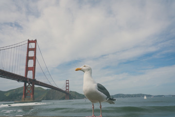 Fototapeta na wymiar San Francisco Golden Gate Bridge