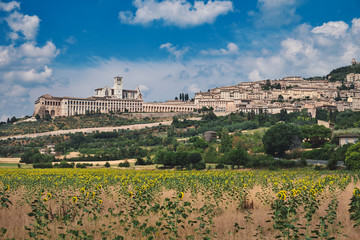 Assissi and Sunflower