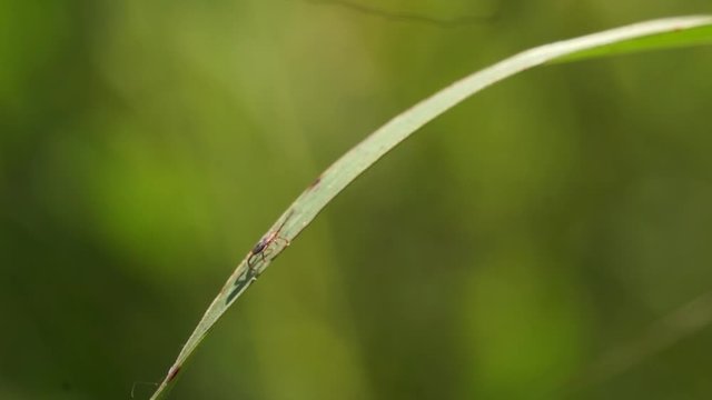 A closeup shot of a tick climbing a blade of grass.