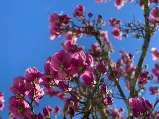 flor