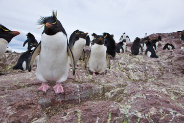 Pingüino de Penacho Amarillo (Eudyptes chrysocome), Isla Pingüino, Puerto Deseado, Patagonia, Argentina