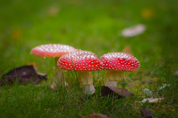 Macro, close-up of fly agarics, mushrooms, fungus, funghi, intensely red heads with white dots protrude above green grass, forest, meadow, nature, plants, low depth of field