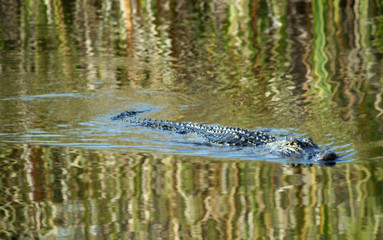 alligator in the everglades