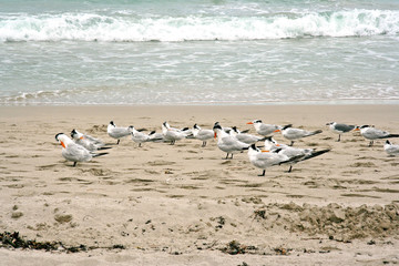 birds on the beach
