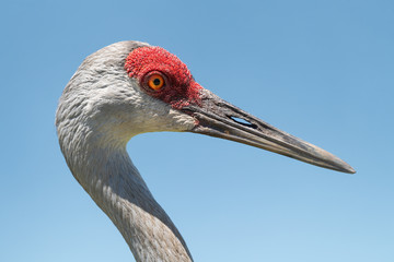A portrait of a Sandhill Crane.
