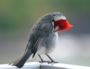 Brazilian cardinal bird