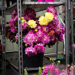 A huge bouquet of multi-colored purple dahlias at the Columbia flower market flower market