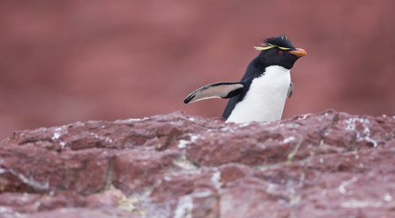 Pingüino de Penacho Amarillo (Eudyptes chrysocome), Isla Pingüino, Puerto Deseado, Patagonia, Argentina