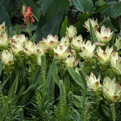 Obraz premium wedding bouquet of Beautiful white flowers of Curcuma 'Curhalawi' Siam Shine