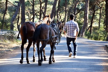 horse and rider on horseback