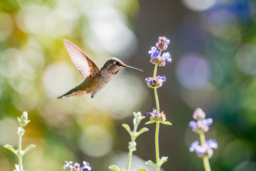 A Hummingbird enjoys an afternoon drink of Purple Sage nectar.