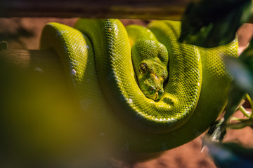 Baumpython Morelia viridis in Schlafposition im Baum