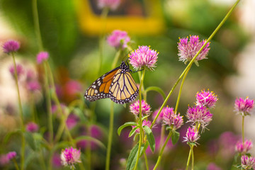 A Monarch butterfly on a flower in Tempe AZ