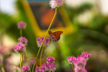 A gulf fritillary butterfly on a flower, Tempe AZ