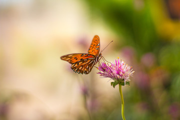 A gulf fritillary butterfly on a flower, Tempe AZ